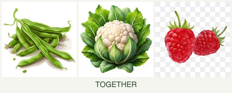 Can you plant beans, cauliflower and raspberries together?