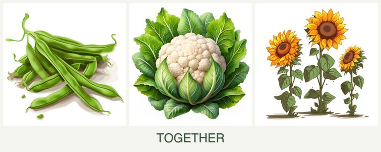 Can you plant beans, cauliflower and sunflowers together?
