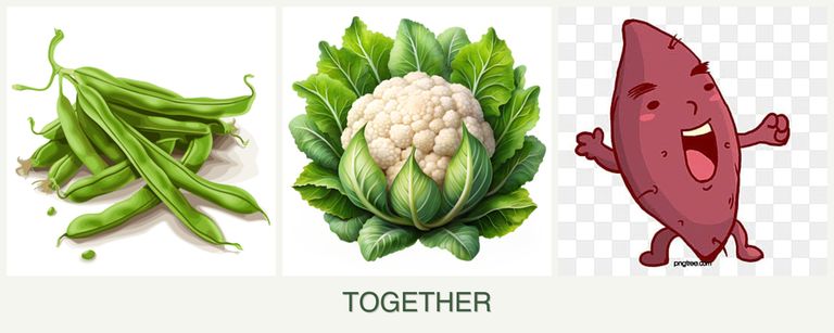 Can you plant beans, cauliflower and sweet potatoes together?