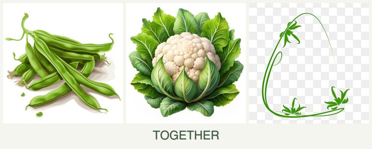Can you plant beans, cauliflower and tarragon together?