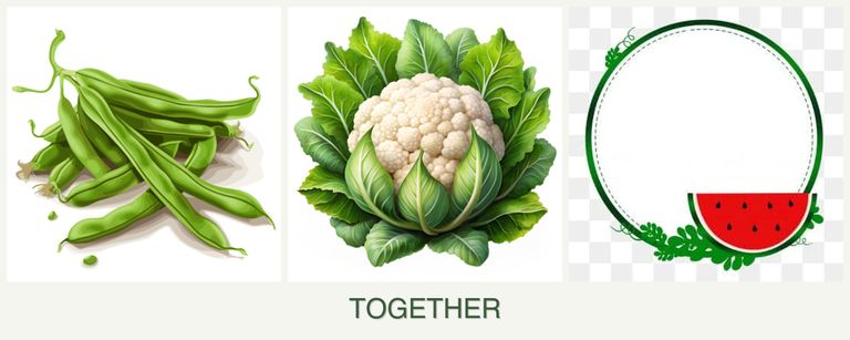 Can you plant beans, cauliflower and watermelons together?