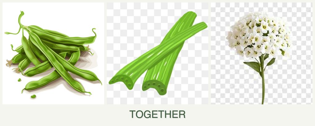 Can you plant beans, celery and alyssum together?