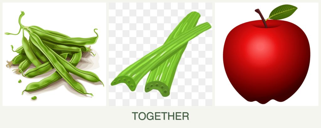 Can you plant beans, celery and apples together?