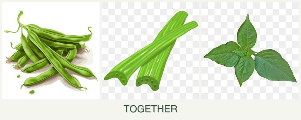 Can you plant beans, celery and basil together?