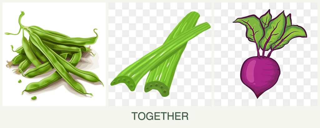 Can you plant beans, celery and beets together?
