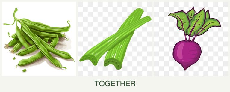 Can you plant beans, celery and beets together?
