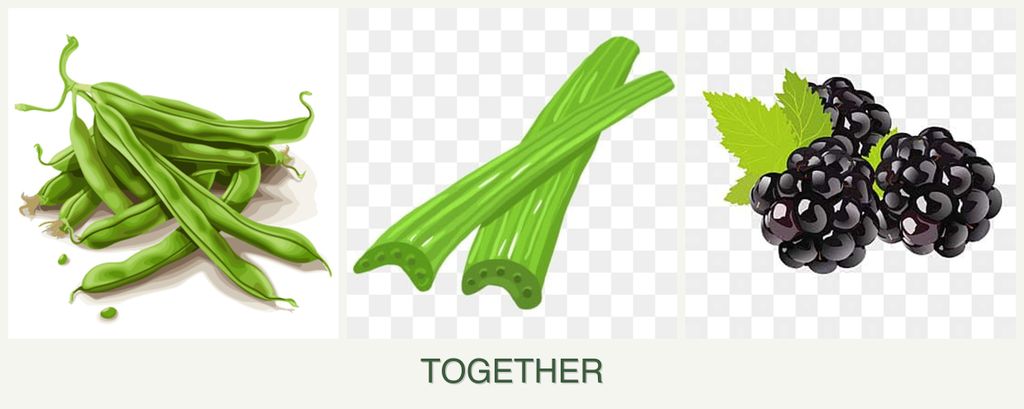 Can you plant beans, celery and blackberries together?
