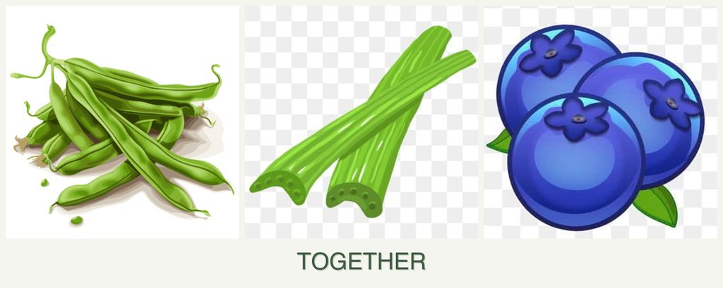 Can you plant beans, celery and blueberries together?