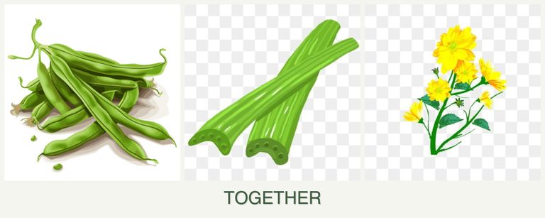 Can you plant beans, celery and calendula together?