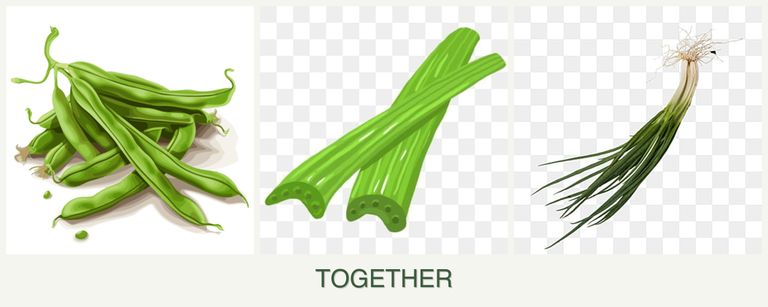 Can you plant beans, celery and chives together?