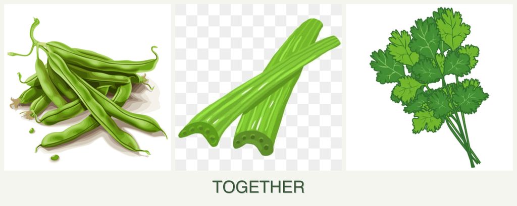 Can you plant beans, celery and cilantro together?