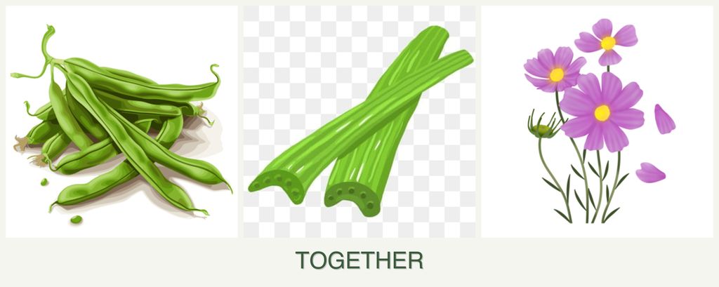 Can you plant beans, celery and cosmos together?