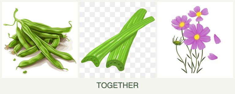 Can you plant beans, celery and cosmos together?