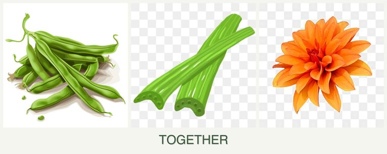 Can you plant beans, celery and dahlias together?