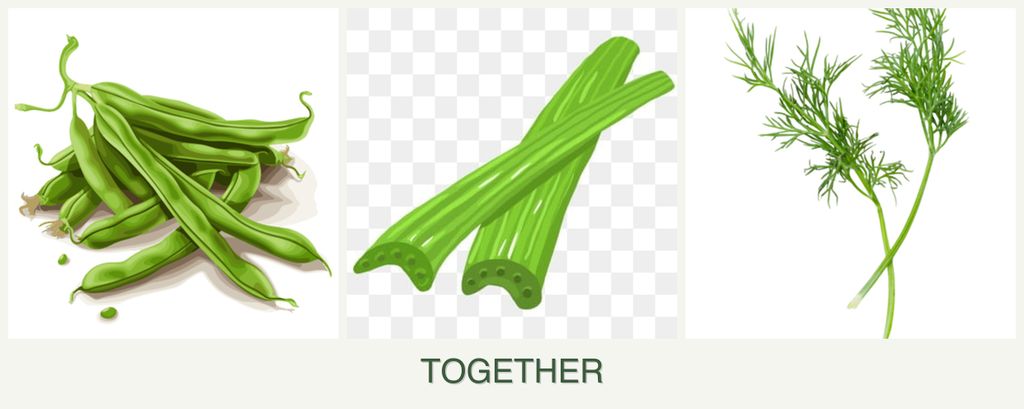 Can you plant beans, celery and dill together?