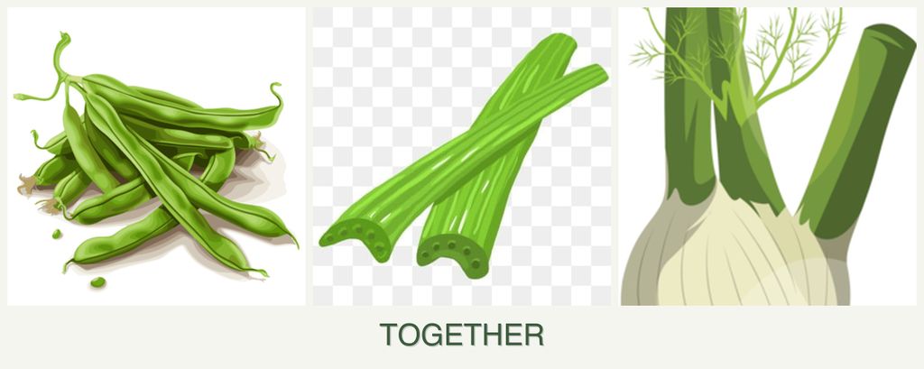 Can you plant beans, celery and fennel together?