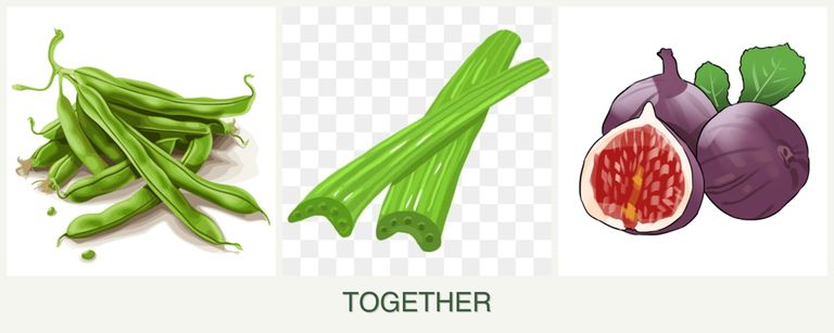 Can you plant beans, celery and figs together?