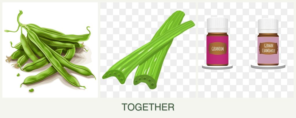 Can you plant beans, celery and geraniums together?