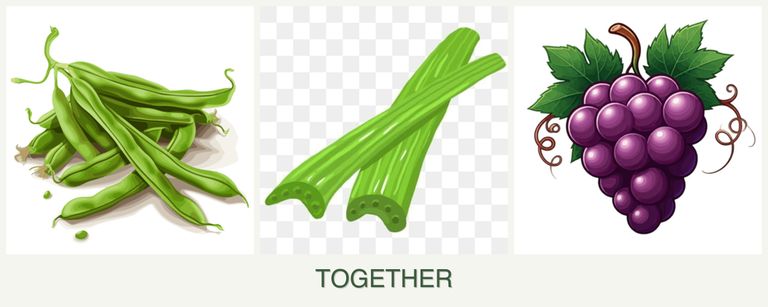 Can you plant beans, celery and grapes together?