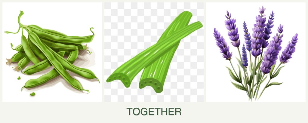 Can you plant beans, celery and lavender together?