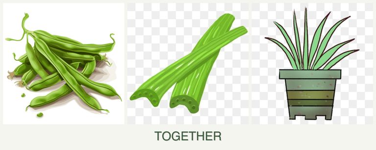 Can you plant beans, celery and lemongrass together?