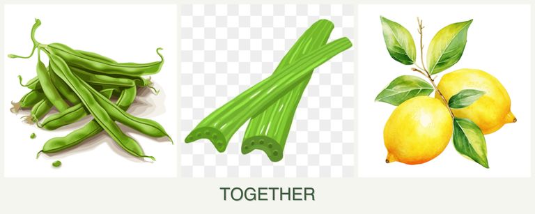 Can you plant beans, celery and lemons together?