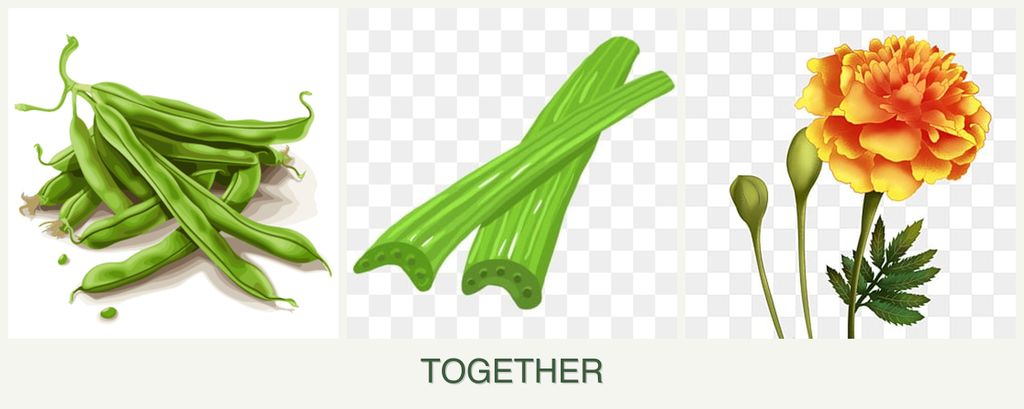 Can you plant beans, celery and marigolds together?