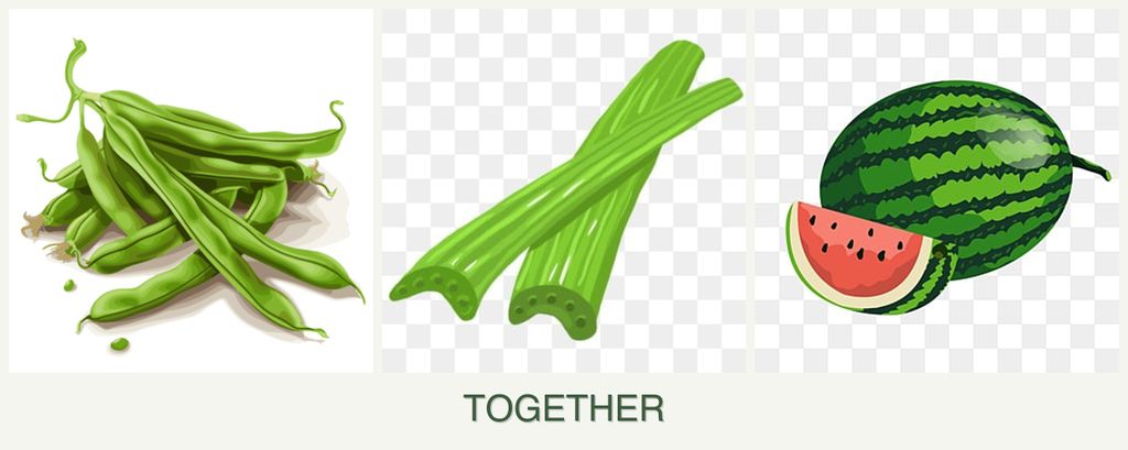 Can you plant beans, celery and melons together?