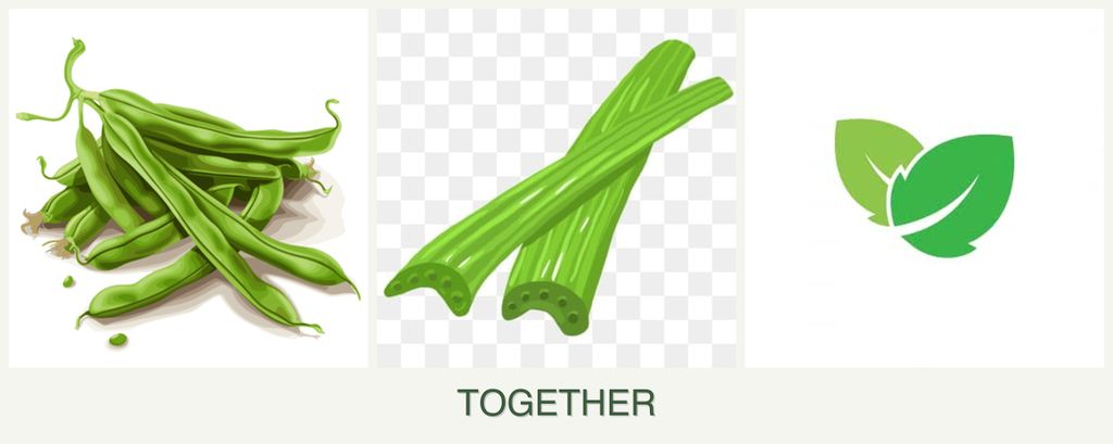 Can you plant beans, celery and mint together?