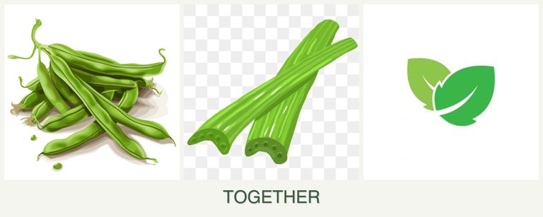 Can you plant beans, celery and mint together?