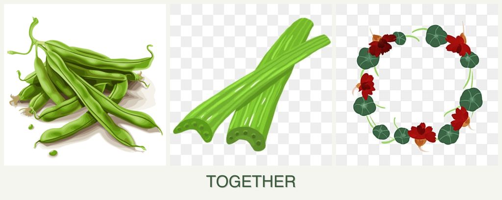 Can you plant beans, celery and nasturtiums together?