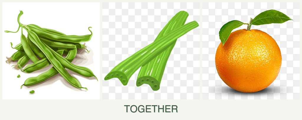 Can you plant beans, celery and oranges together?