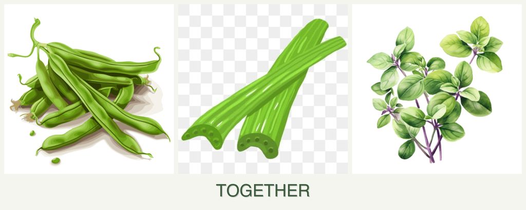 Can you plant beans, celery and oregano together?