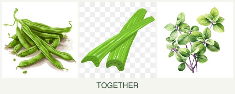 Can you plant beans, celery and oregano together?