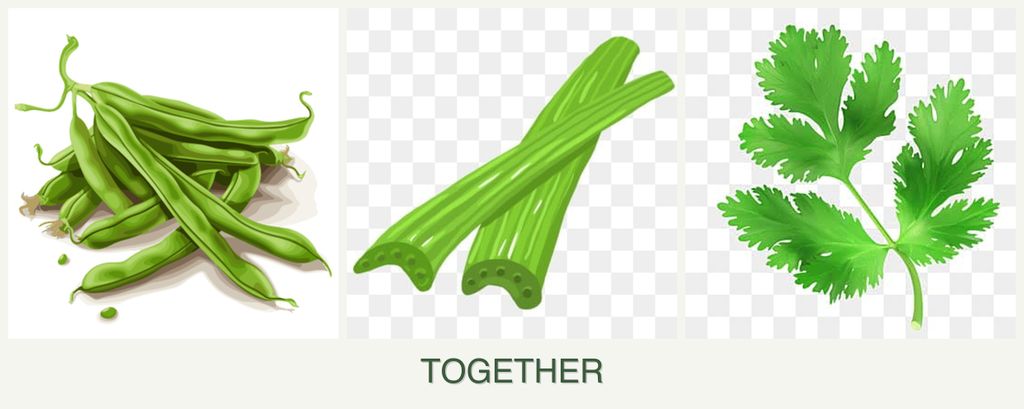 Can you plant beans, celery and parsley together?