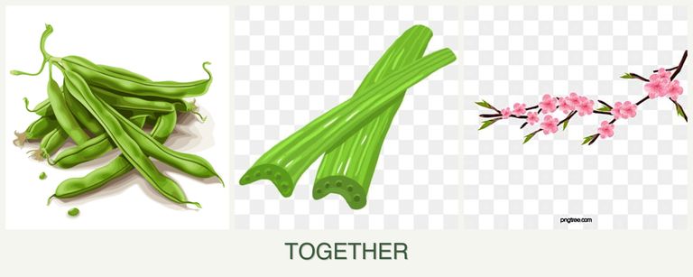 Can you plant beans, celery and peaches together?
