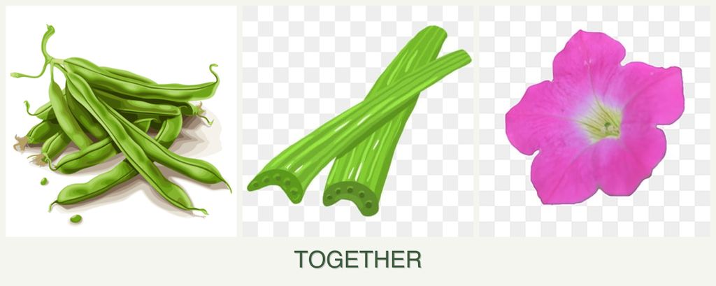 Can you plant beans, celery and petunias together?