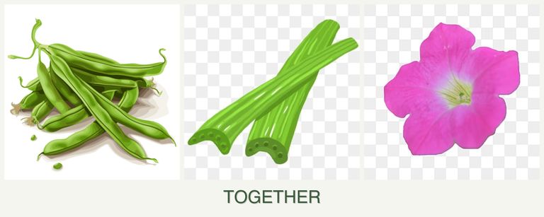 Can you plant beans, celery and petunias together?