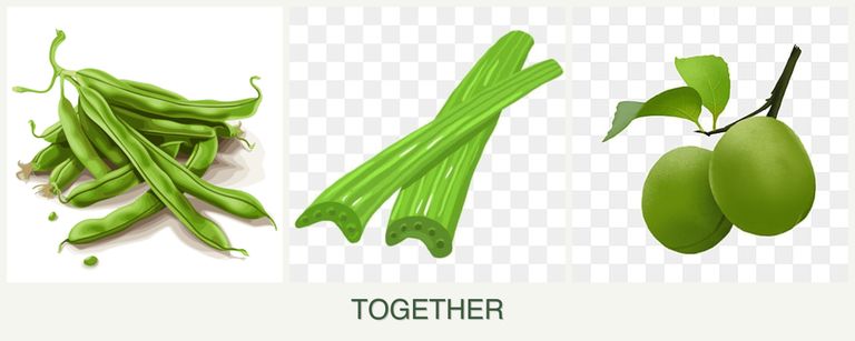 Can you plant beans, celery and plums together?