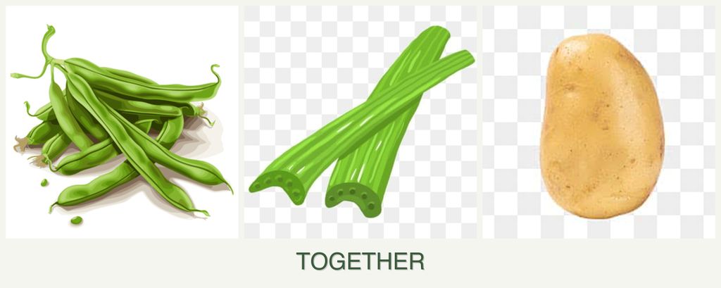 Can you plant beans, celery and potatoes together?