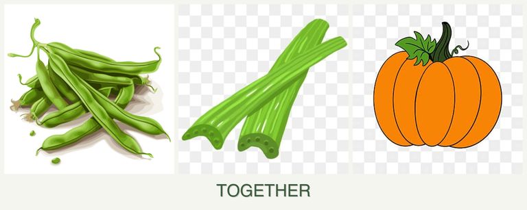 Can you plant beans, celery and pumpkin together?