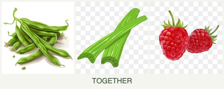 Can you plant beans, celery and raspberries together?