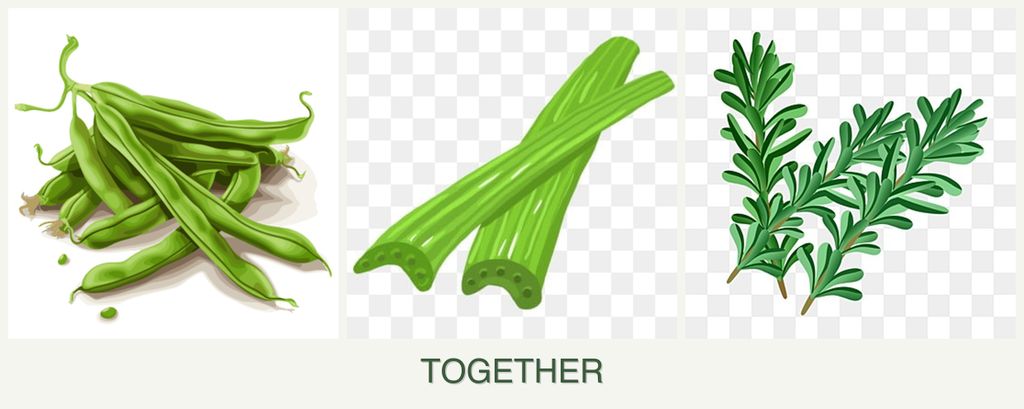 Can you plant beans, celery and rosemary together?