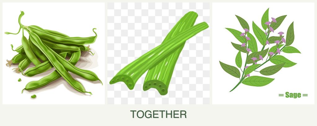 Can you plant beans, celery and sage together?