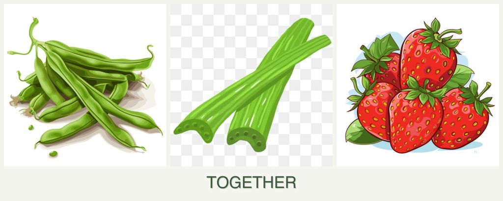 Can you plant beans, celery and strawberries together?