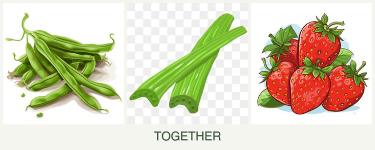 Can you plant beans, celery and strawberries together?