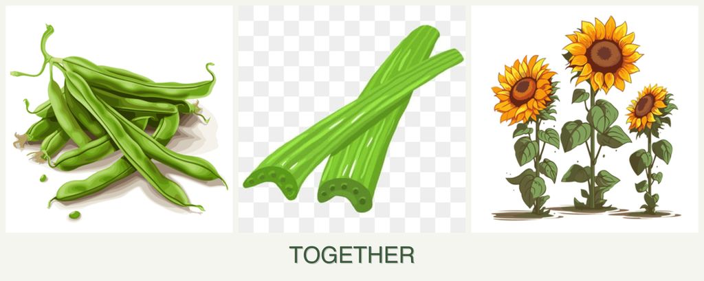 Can you plant beans, celery and sunflowers together?