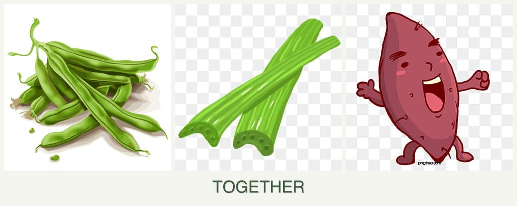 Can you plant beans, celery and sweet potatoes together?