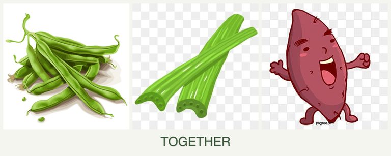 Can you plant beans, celery and sweet potatoes together?