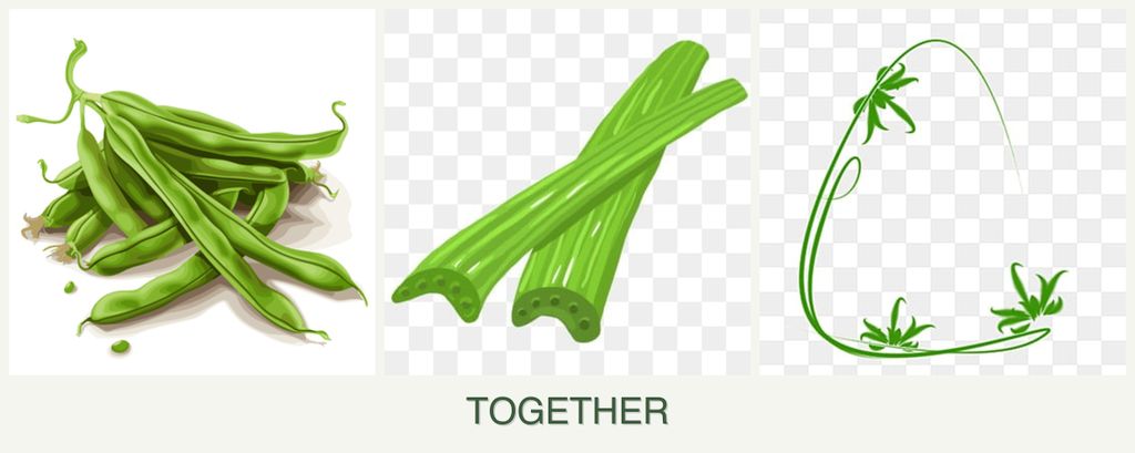Can you plant beans, celery and tarragon together?